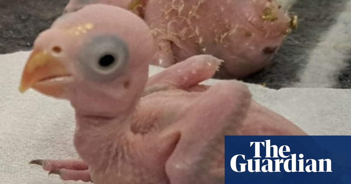 A customs officer at Johannesburg airport holds a transparent evidence bag containing endangered parrot eggs, illustrating a wildlife trafficking interdiction.