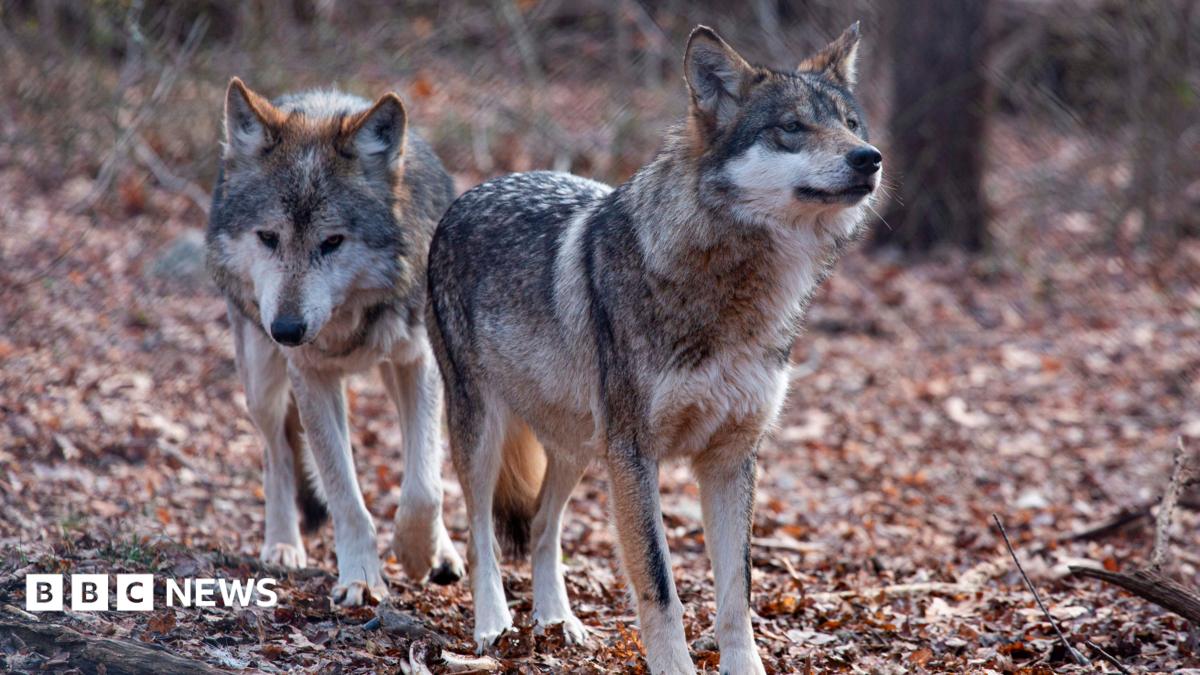 Grey wolf standing on a rocky outcrop in a misty forest at dawn