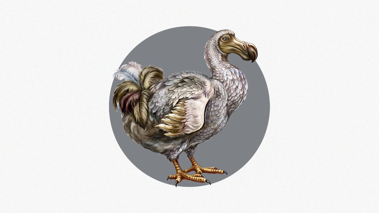 A realistic dodo‑like bird in a Mauritian forest clearing, symbolizing the dodo revival project.