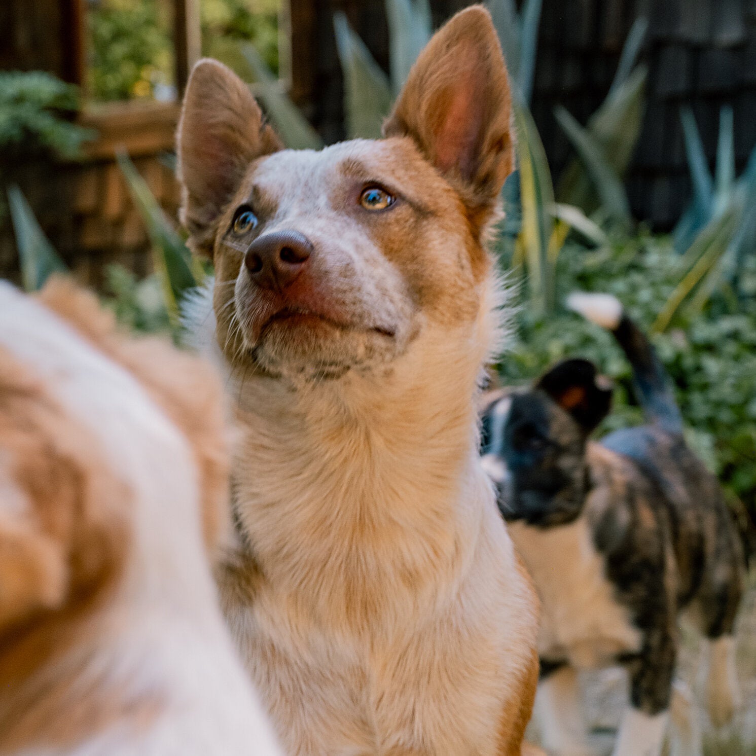 Fox Collie dog on a hillside with vineyard backdrop
