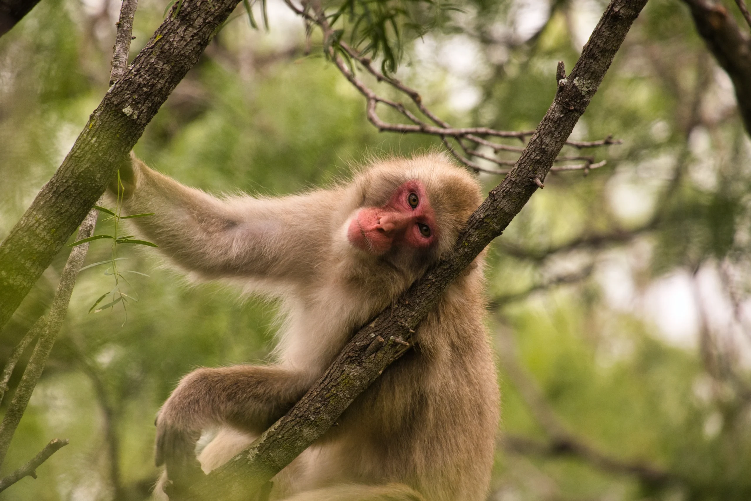 Macaque looking at a grape near a pile of natural debris in the forest
