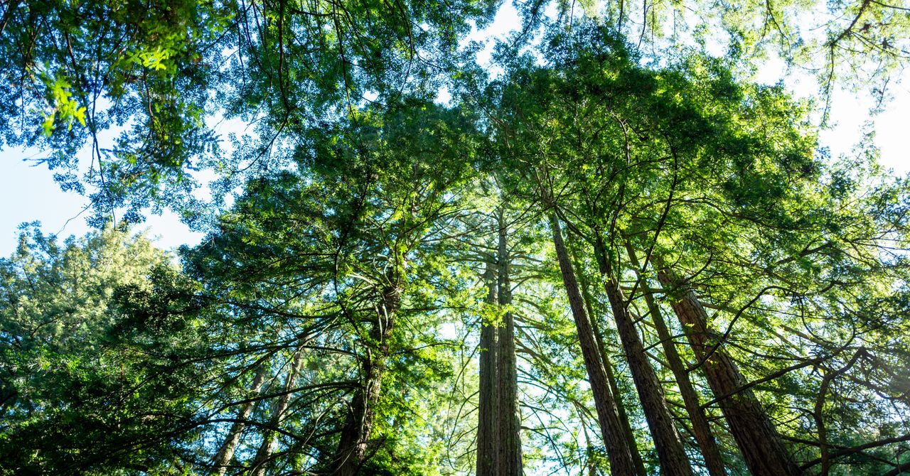 Coastal redwoods towering in a misty California forest at sunrise